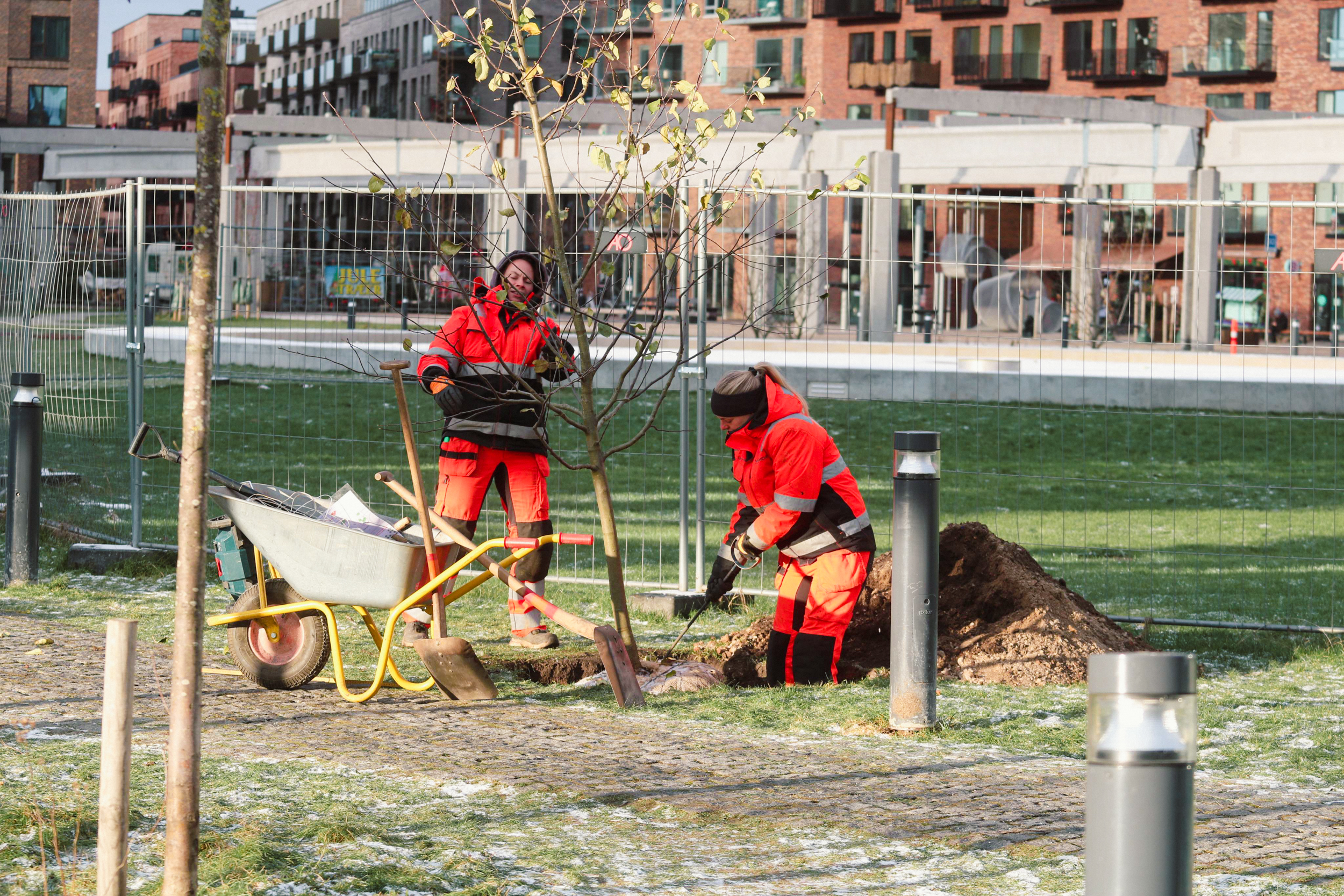 2022-12-15 Nye træer-2