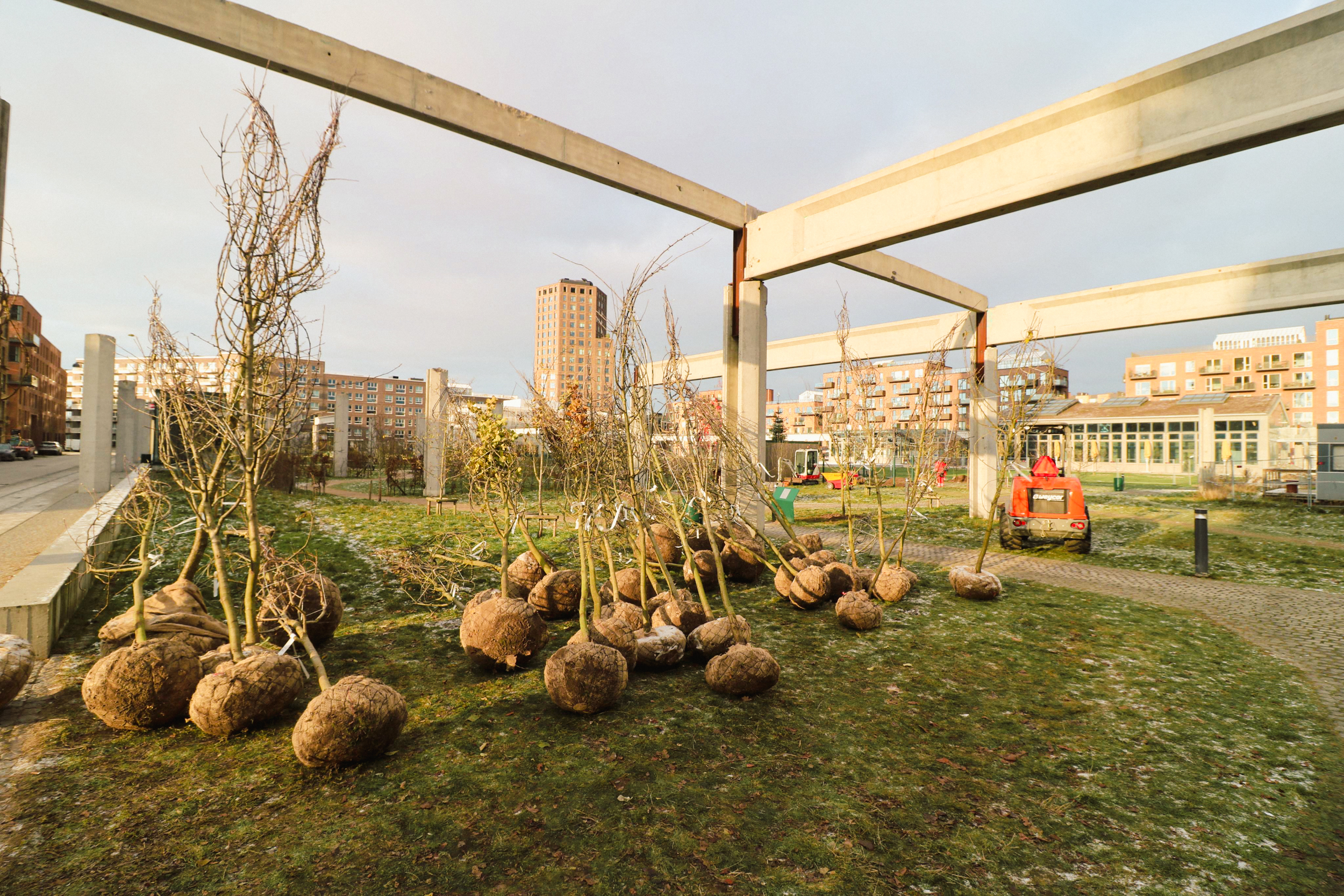 2022-12-15 Nye træer-4